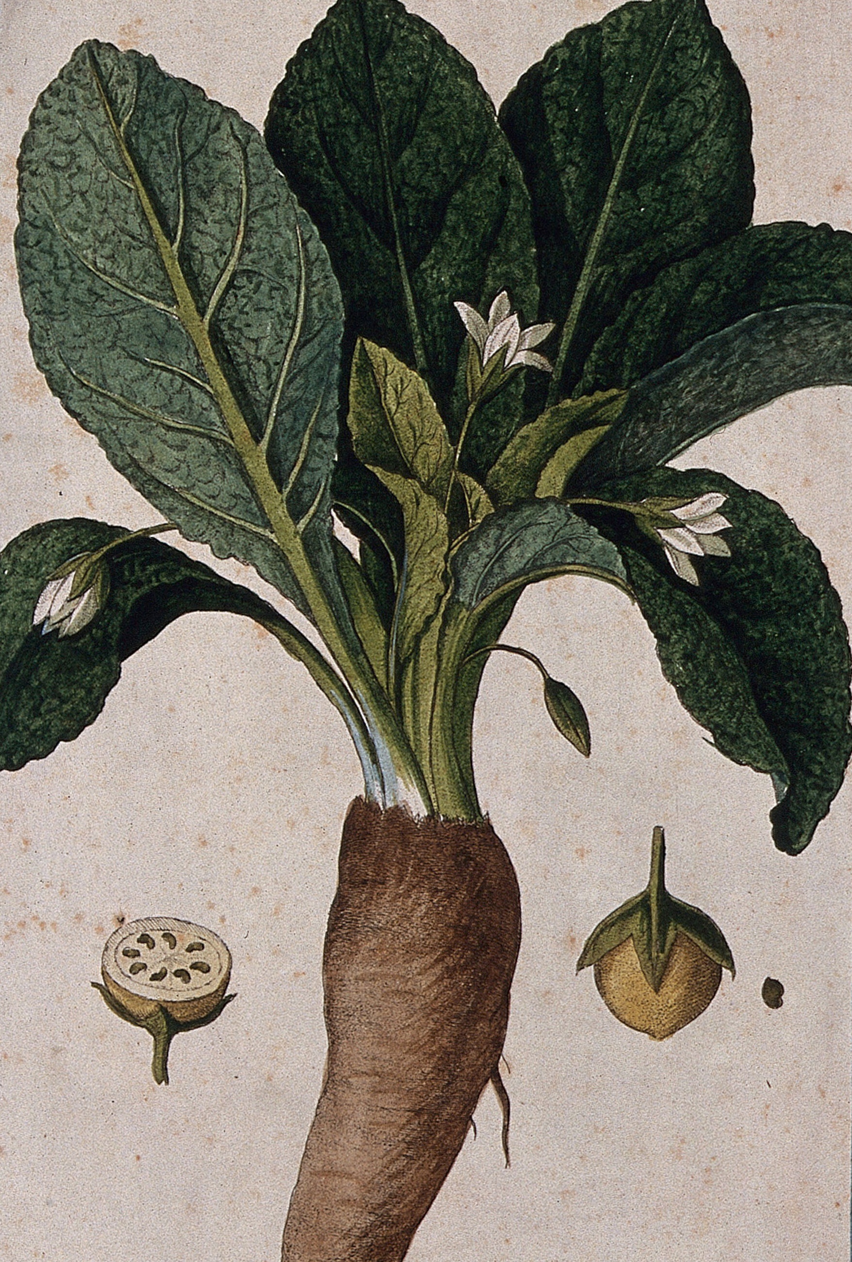 botanical illustration of mandrake